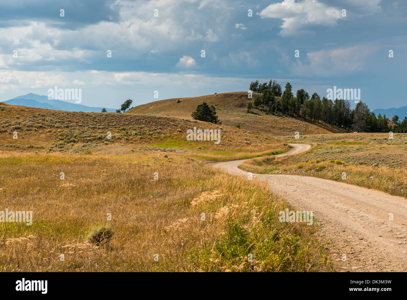 Roadside scenery surrounding the Blacktail Plateau drive, in