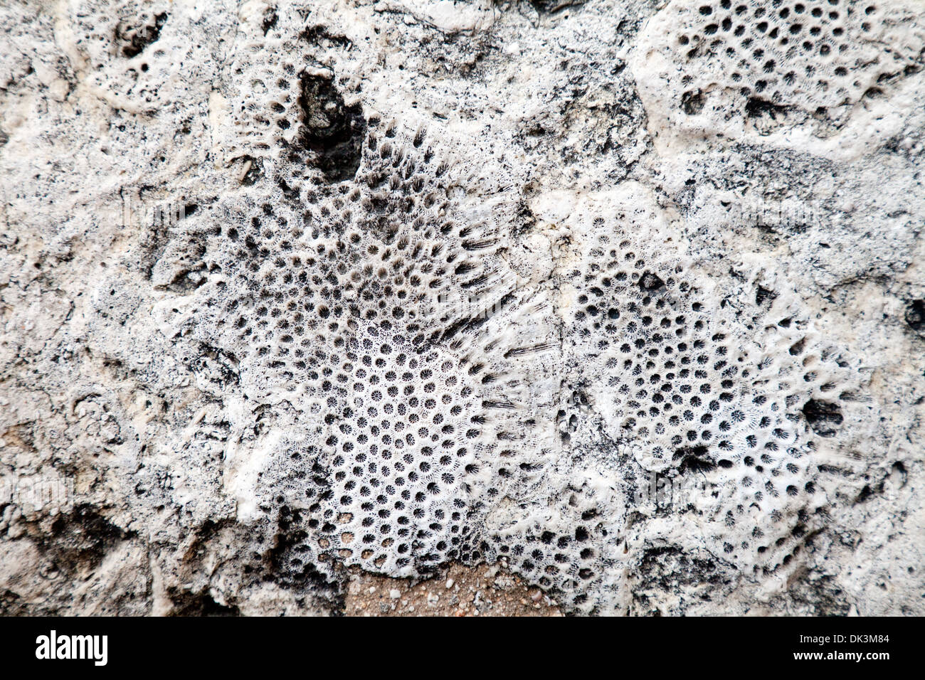 Marine sponge fossils in limestone rock used to build the Convent of St Francis of Asisi, Havana Cuba, caribbean Stock Photo