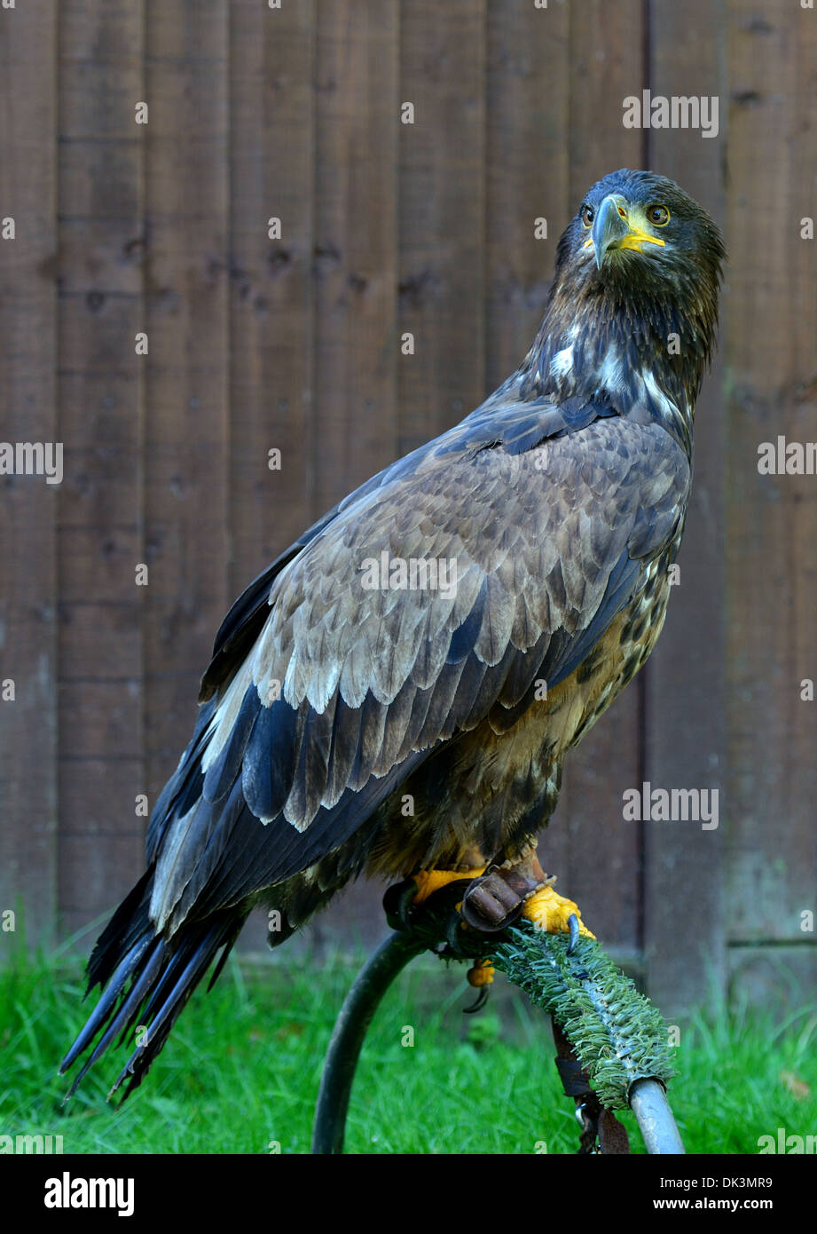 Captive juvenile American Bald Eagle,Haliaeetus leucocephalus Stock Photo