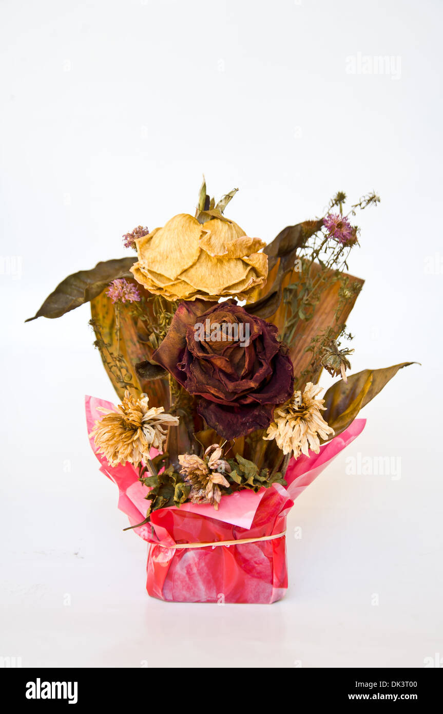 old red rose on white background Stock Photo - Alamy