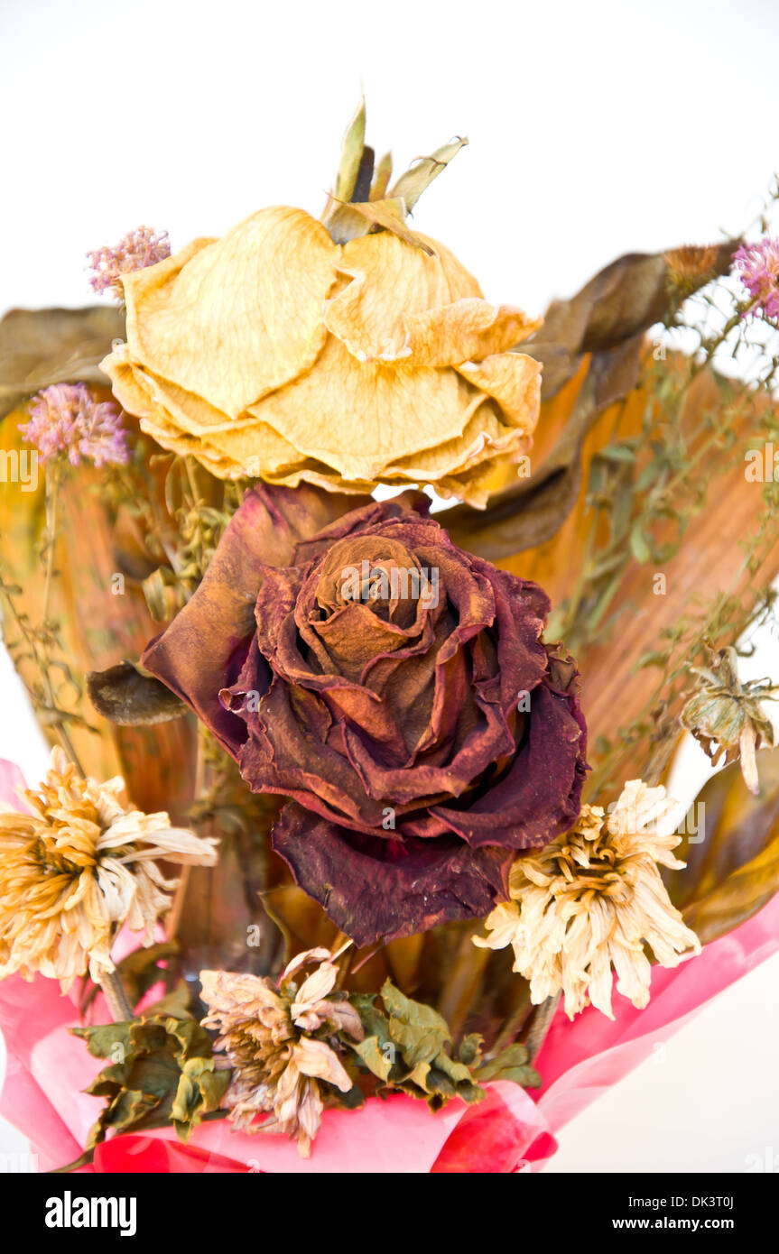old red rose on white background Stock Photo - Alamy