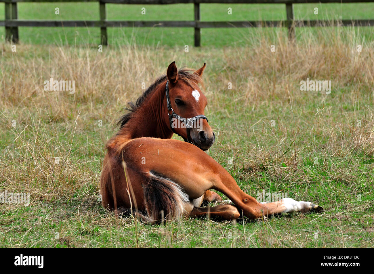 Chestnut Arab foal lying down in a grassy field Stock Photo
