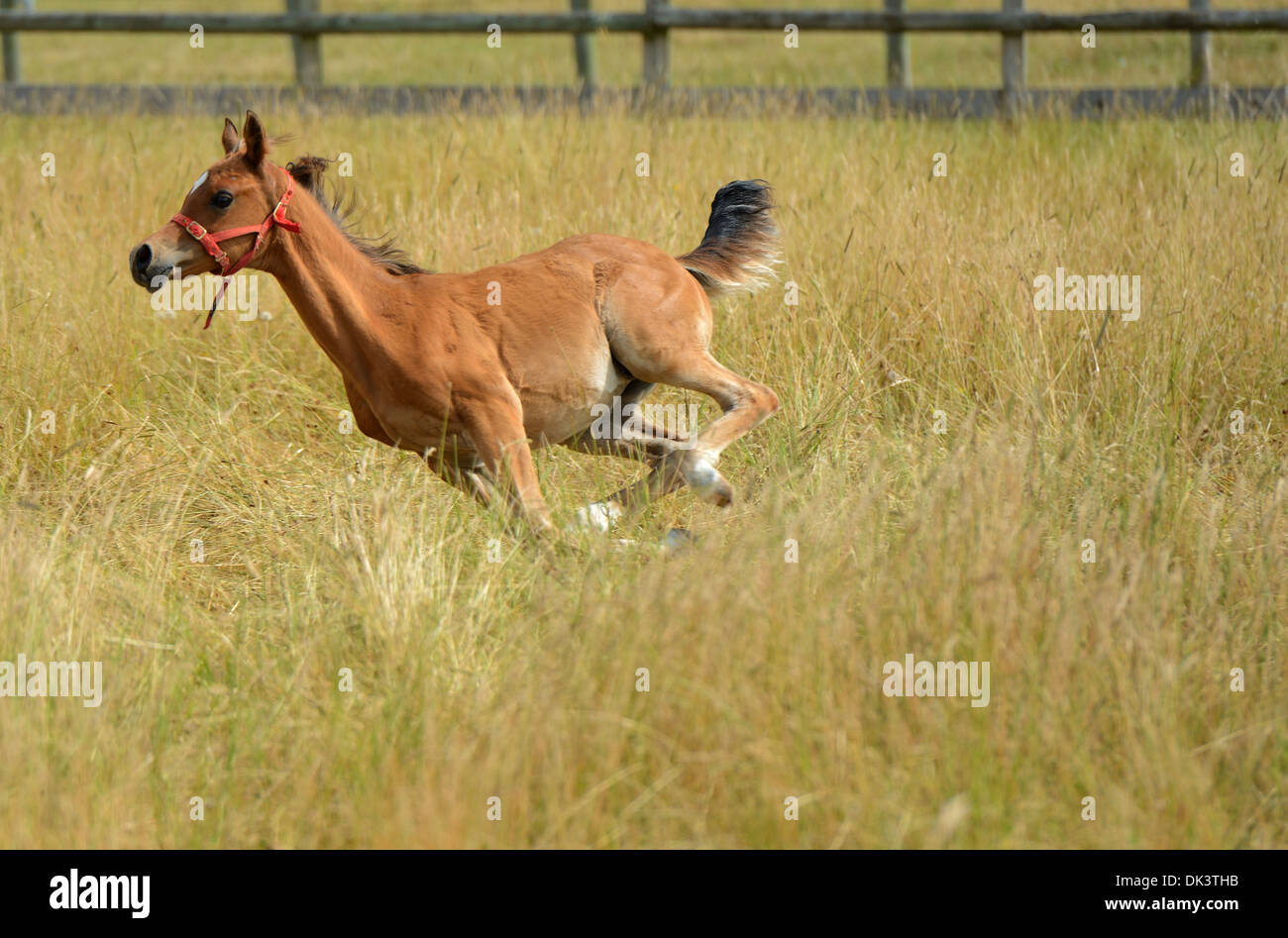 Chestnut Arab foal galloping in a grassy field Stock Photo