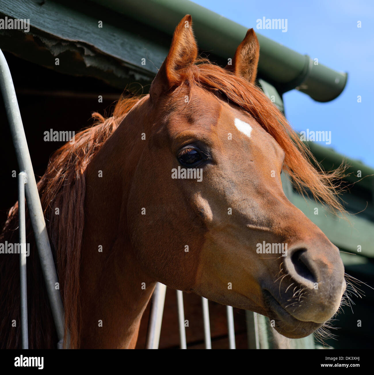 Arab stallion with his head sticking out of his stable door Stock Photo