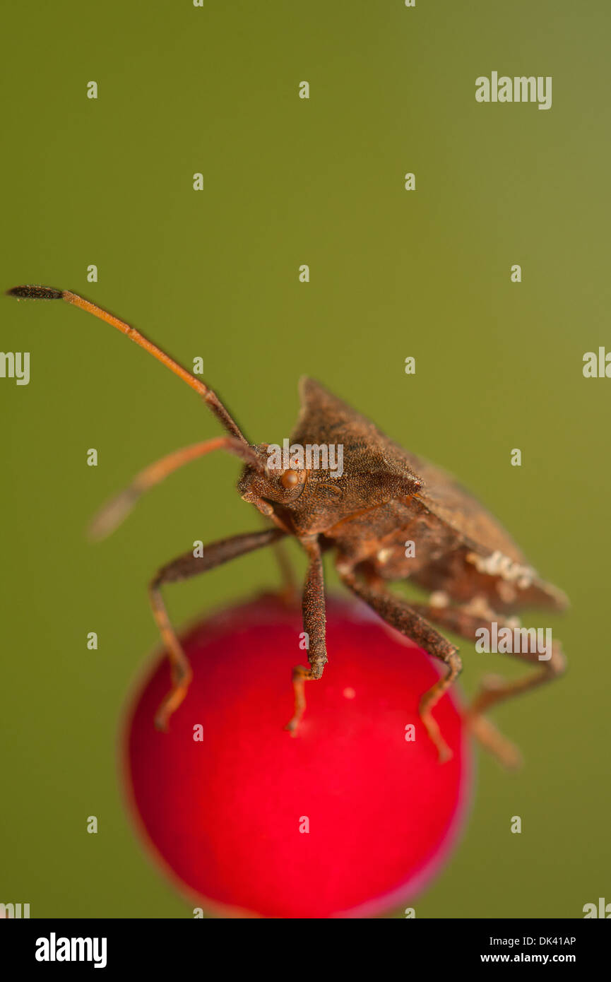 Beetle Stock Photo