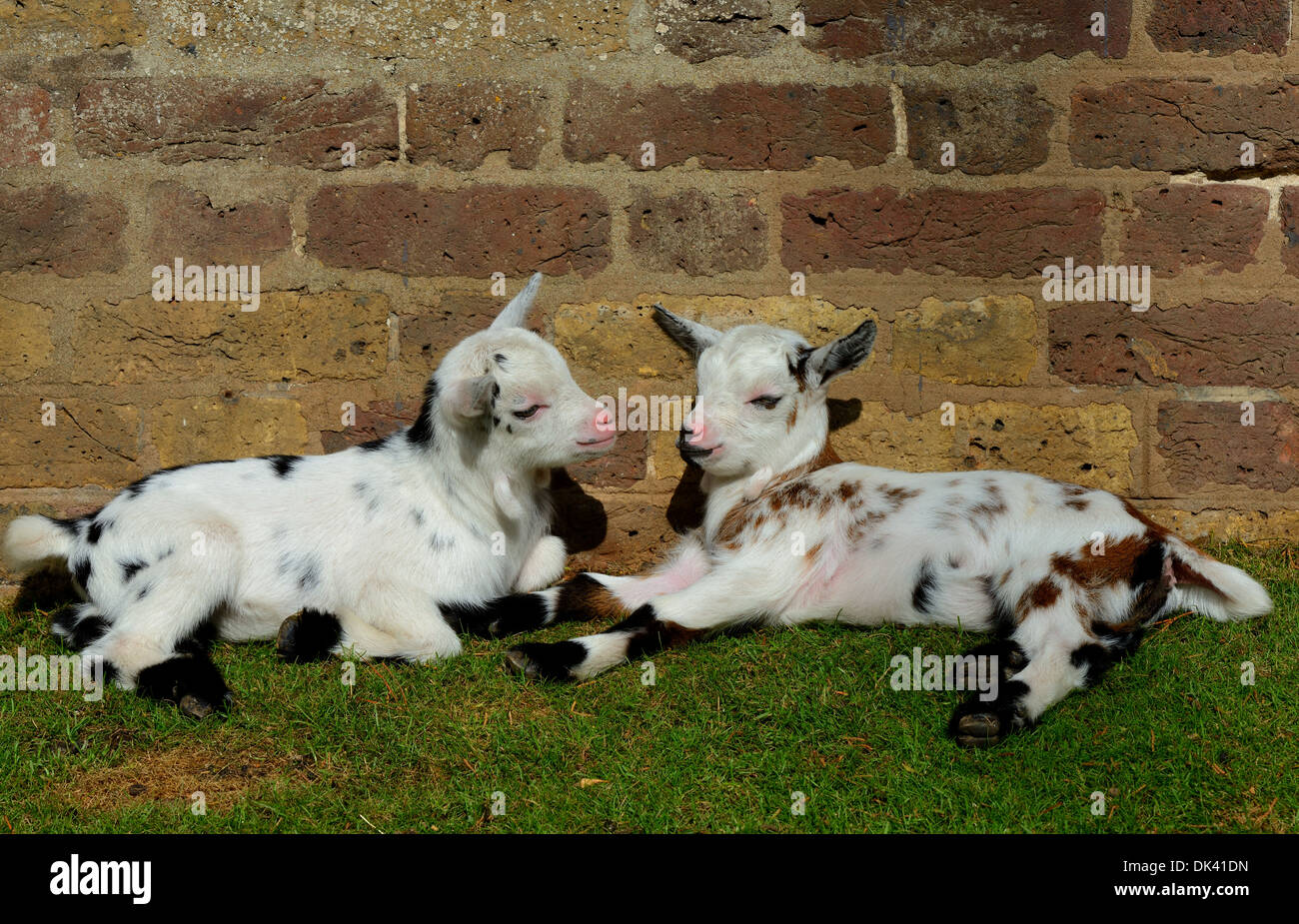 A pair of cute baby goats enjoying the sun Stock Photo