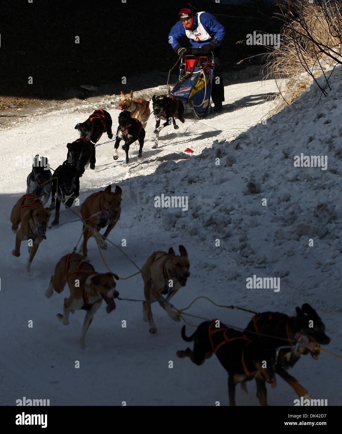 Open north american championship sled dog race hi-res stock photography ...