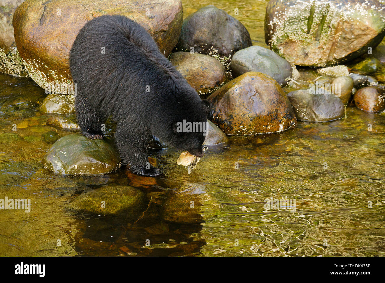 Black bear on rocks with Chum salmon head in mouth at Thornton Creek Fish Hatchery-Ucluelet, British Columbia, Canada. Stock Photo