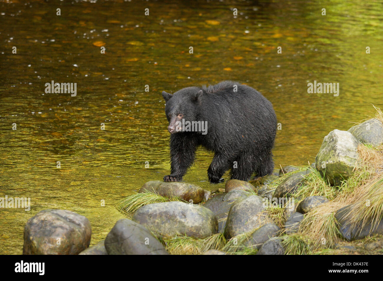 Black bear ursus americanus with salmon hires stock photography and