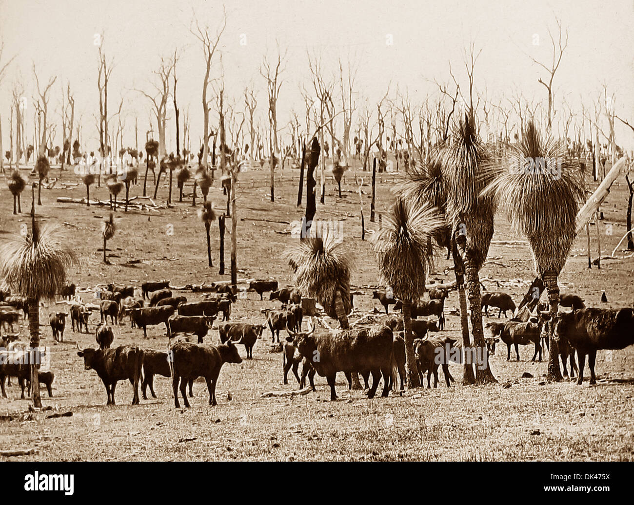 Darling downs perth