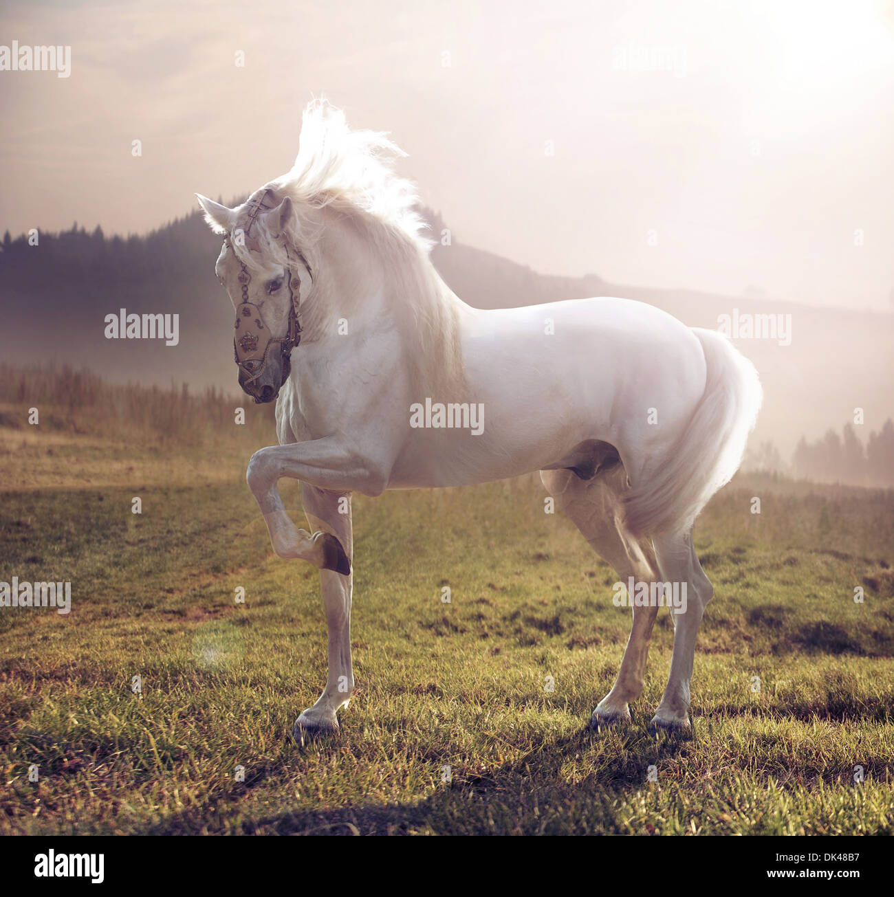 Picture of majestic white arabian horse Stock Photo