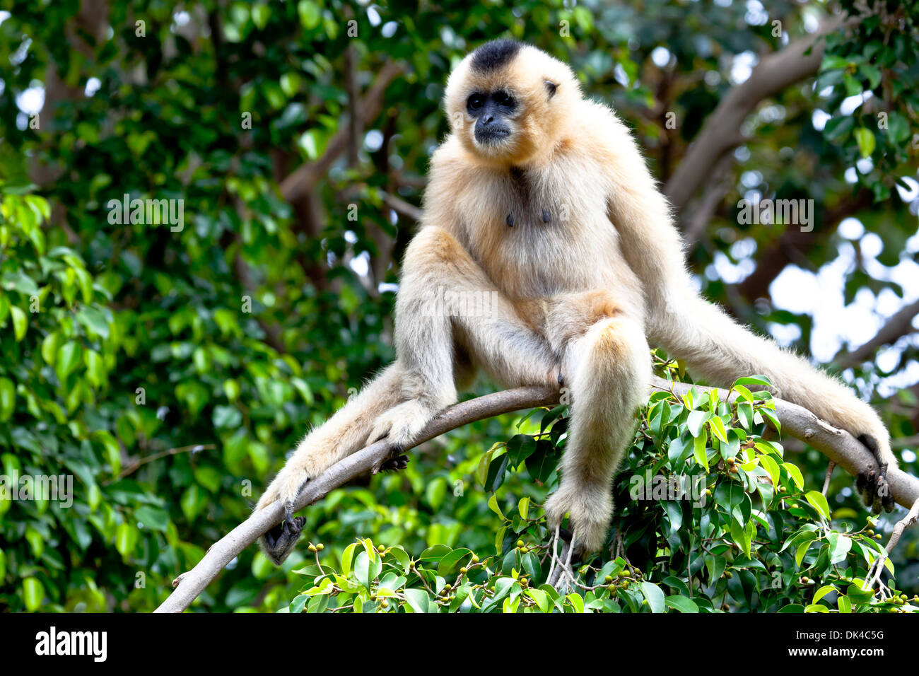Gibbon Sitting Playing Against Background Green Stock Photo 635216018   Shutterstock