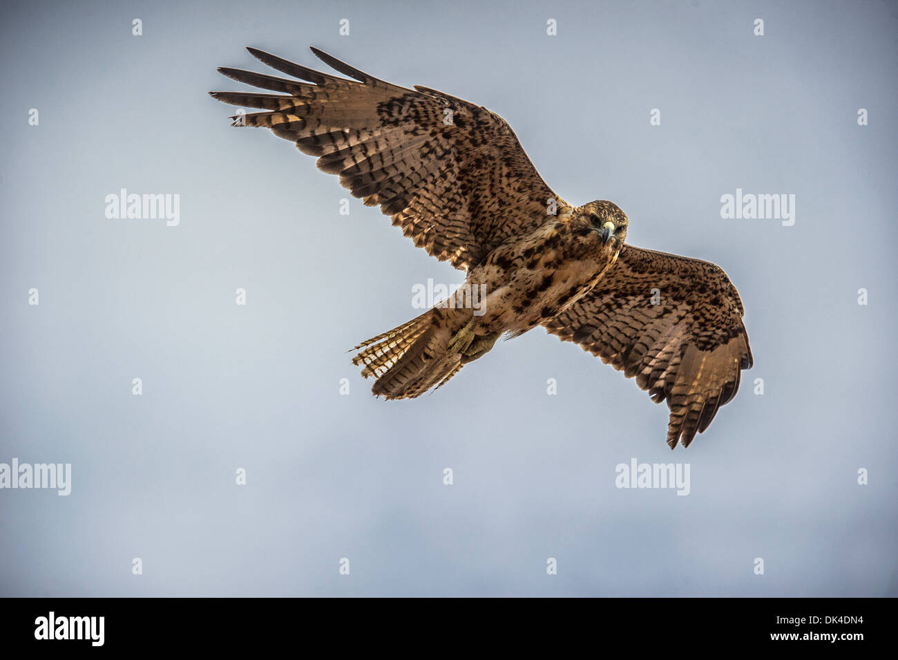 Galapagos hawk flying hi-res stock photography and images - Alamy