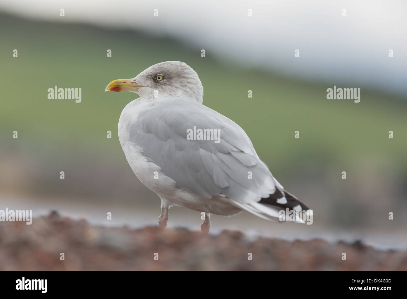 Herring gull standing on a pebble beach. Stock Photo