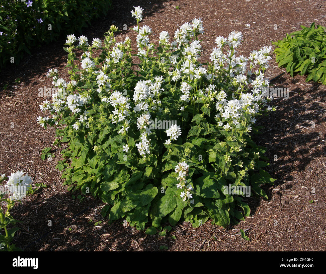 Clustered Bellflower or Dane's Blood, Campanula glomerata var. alba, Campanulaceae. Cultivar. Stock Photo
