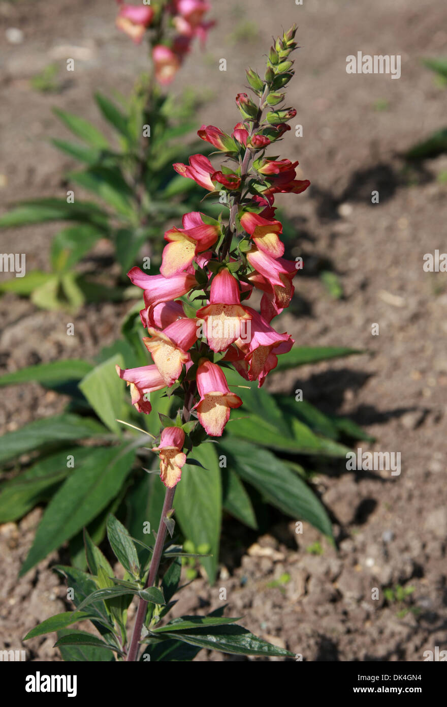 Foxglove, Digitalis 'Illumination Pink', Scrophulariaceae. Cultivar. Stock Photo