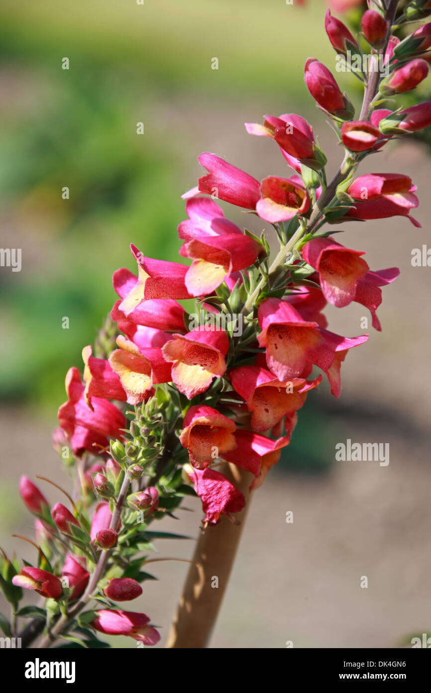 Foxglove, Digitalis 'Illumination Pink', Scrophulariaceae. Cultivar. Stock Photo