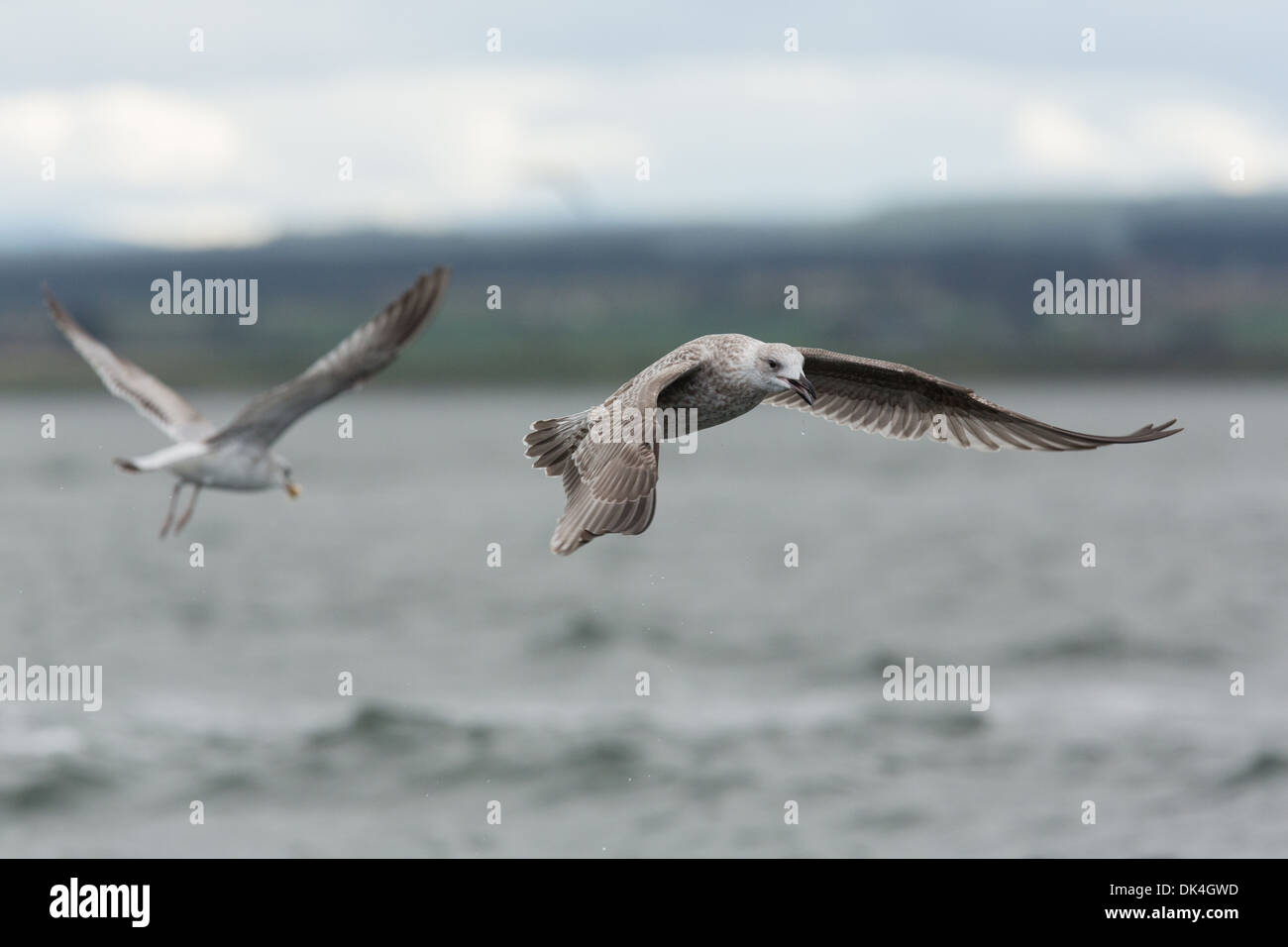 Herring gulls in flight. Stock Photo