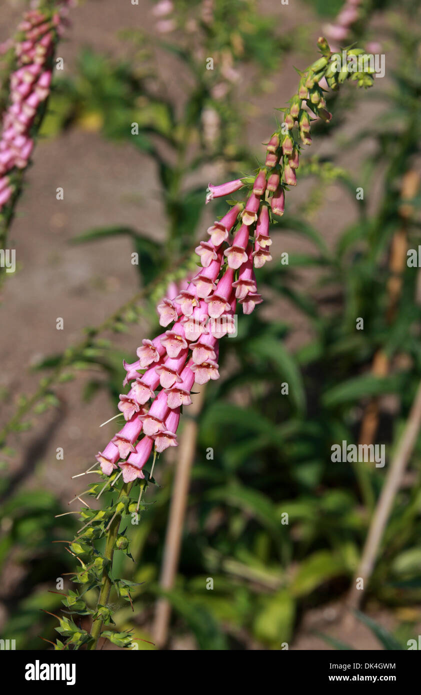 Foxglove, Digitalis grandiflora, Scrophulariaceae. Cultivar. Stock Photo