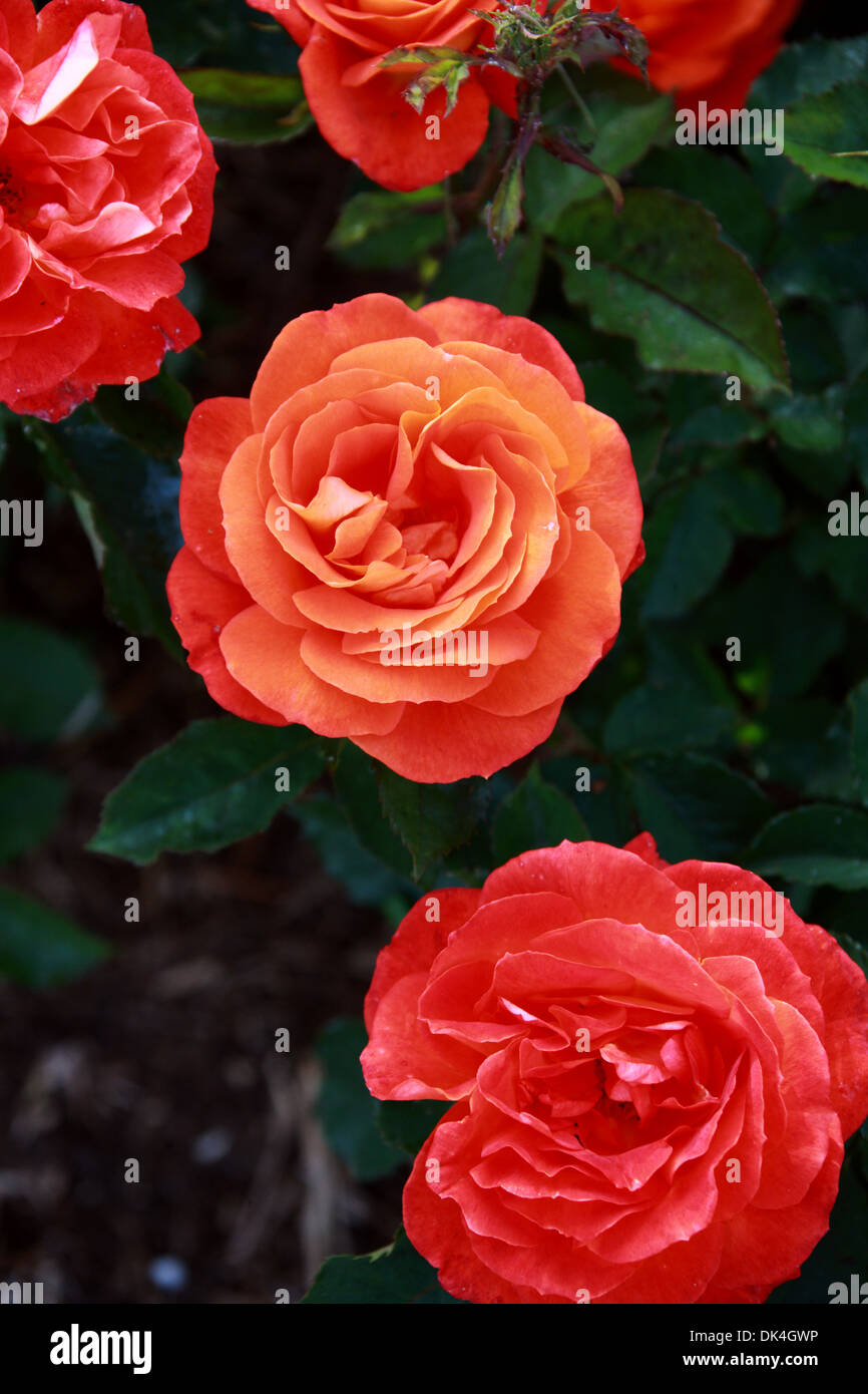 Rose, Rosa Super Troupe 'Fryleyeca', Rosaceae. Stock Photo