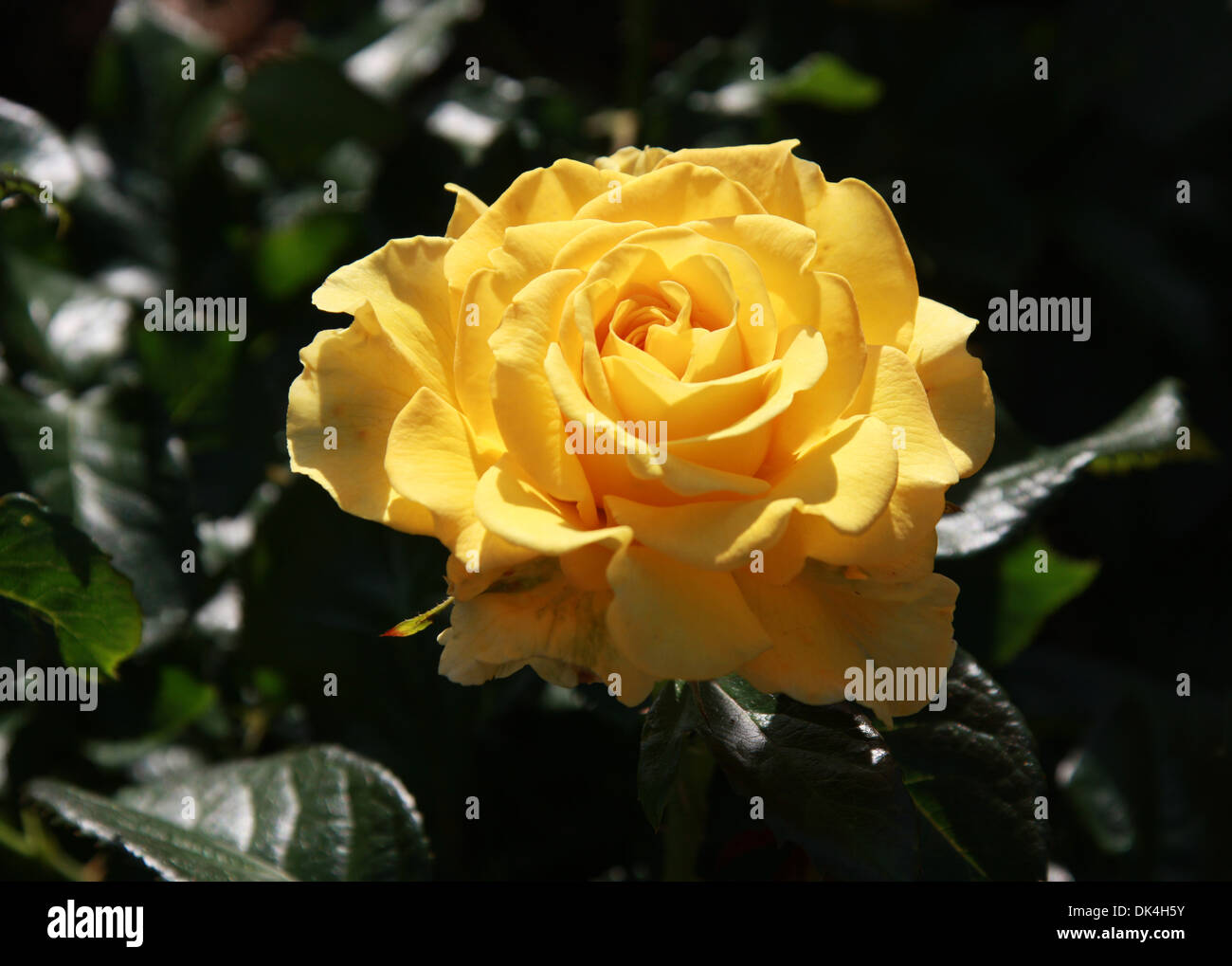 Rose, Rosa Golden Smiles 'Frykeyno', Rosaceae. Stock Photo