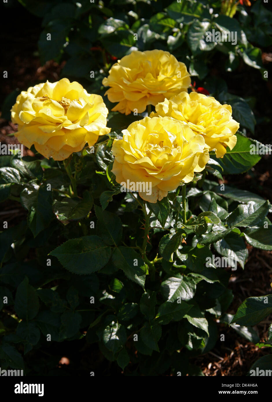 Rose, Rosa Golden Smiles 'Frykeyno', Rosaceae. Stock Photo