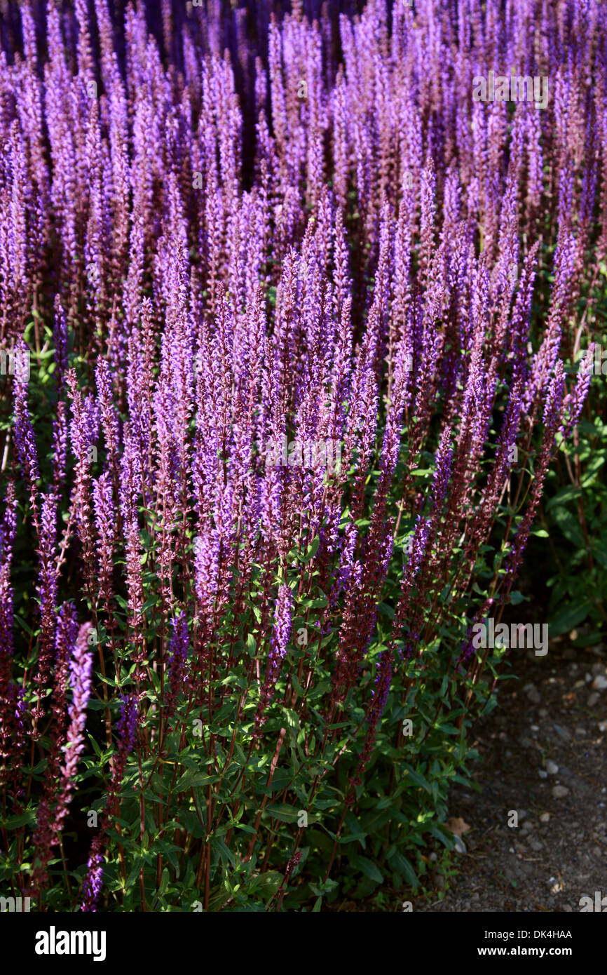 Woodland Sage, Balkan Clary, Steppe Sage, Salvia nemorosa 'Caradonna', Lamiaceae. Europe to central Asia. Stock Photo