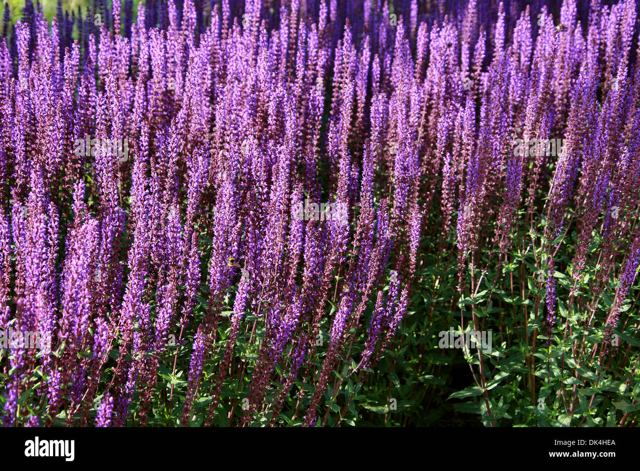 Woodland Sage, Balkan Clary, Steppe Sage, Salvia nemorosa 'Caradonna', Lamiaceae. Europe to central Asia. Stock Photo