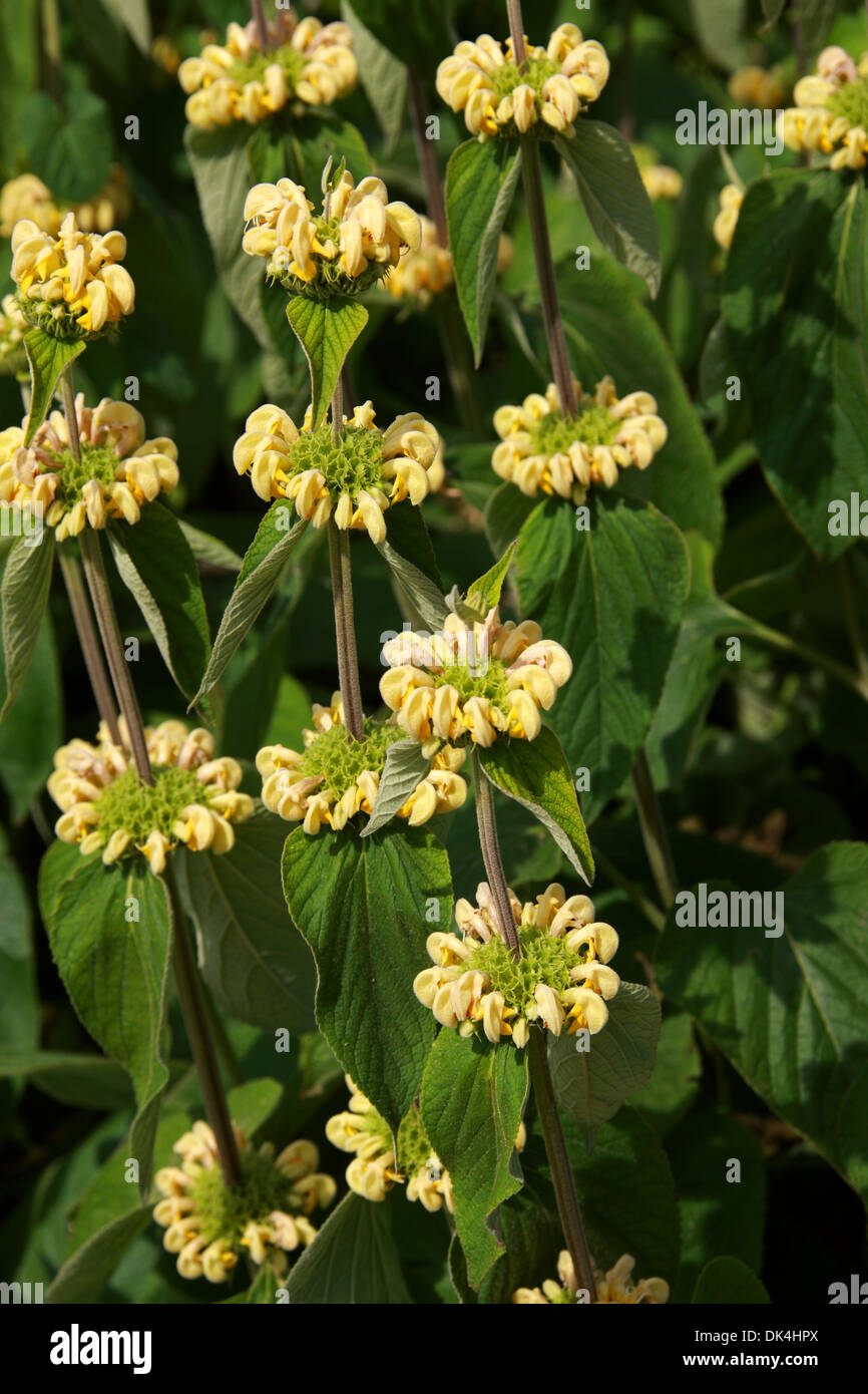 Turkish Sage, Sticky Jerusalem Sage, Phlomis russeliana, Lamiaceae. Turkey, Syria. Syn. Phlomis lunariifolia var. russeliana Stock Photo