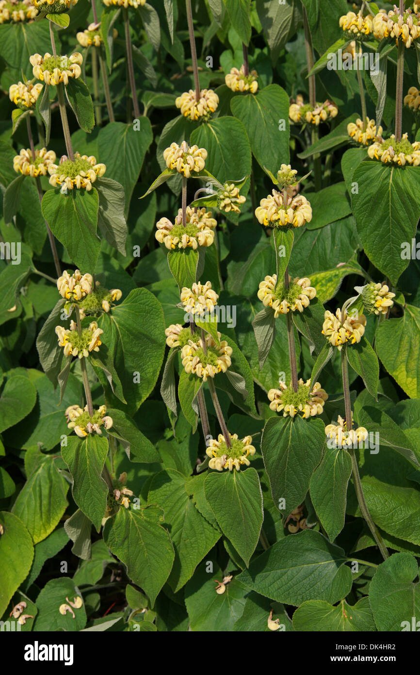 Turkish Sage, Sticky Jerusalem Sage, Phlomis russeliana, Lamiaceae. Turkey, Syria. Syn. Phlomis lunariifolia var. russeliana Stock Photo