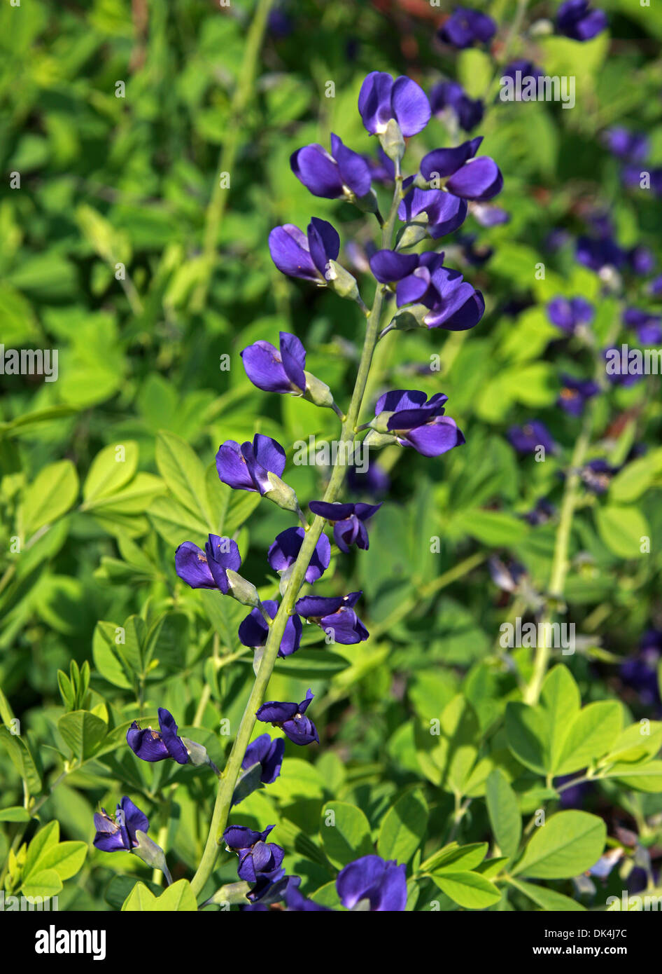 Blue Wild Indigo or Blue False Indigo, Baptisia australis, Fabaceae (Papilionaceae). Aka. indigo weed, rattleweed, rattlebush. Stock Photo