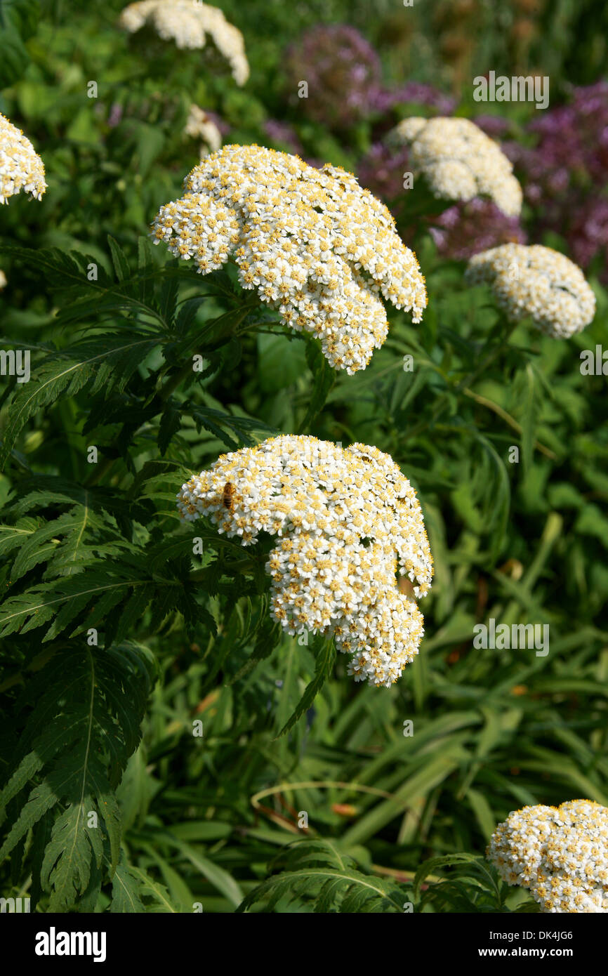 White Yarrow, Achillea grandifolia, Asteraceae. South & Central Balkans. Endemic species with limited distribution in Bulgaria. Stock Photo