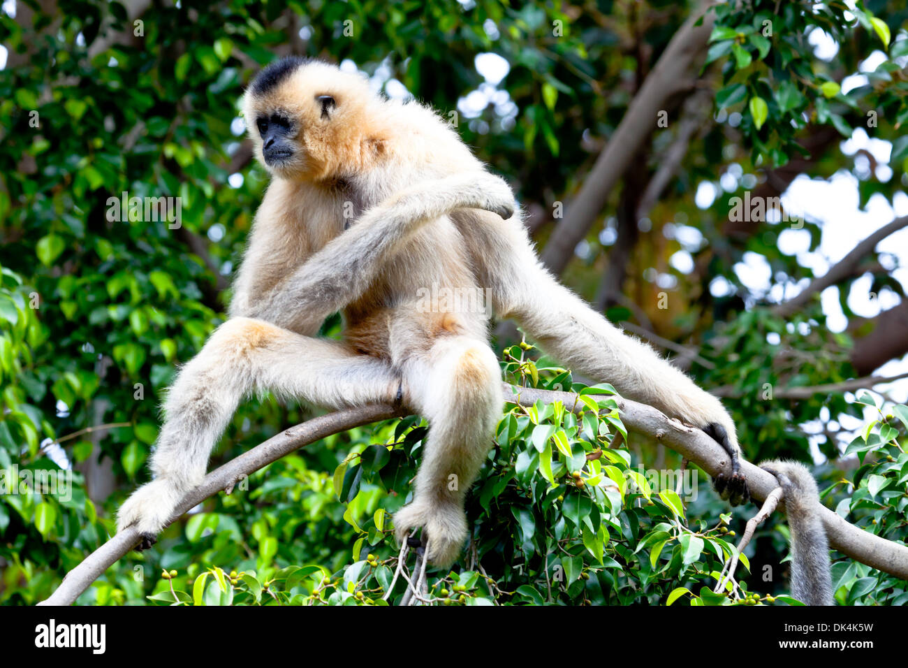 Precious specimen of Gibbon of golden cheeks Stock Photo - Alamy