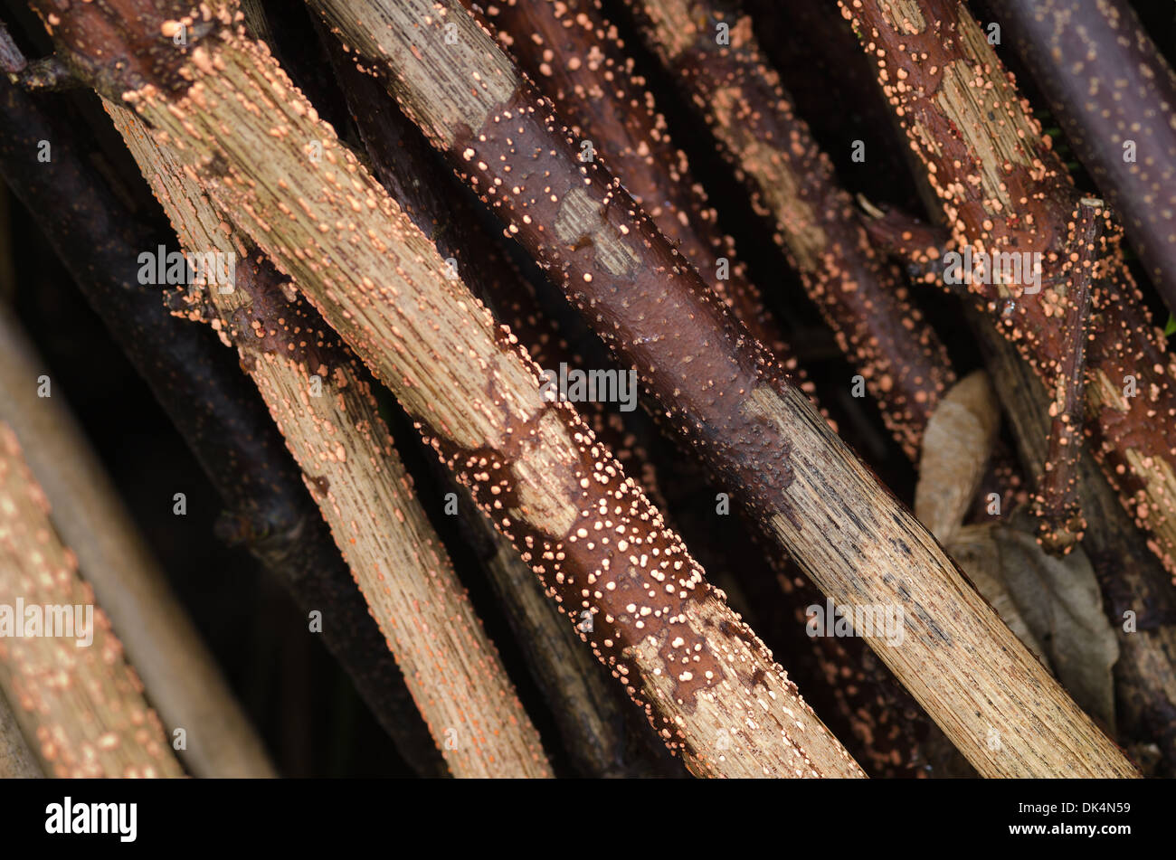 stack of sycamore canes or branches twigs dried out and infected with Winter fungi coral spot Stock Photo