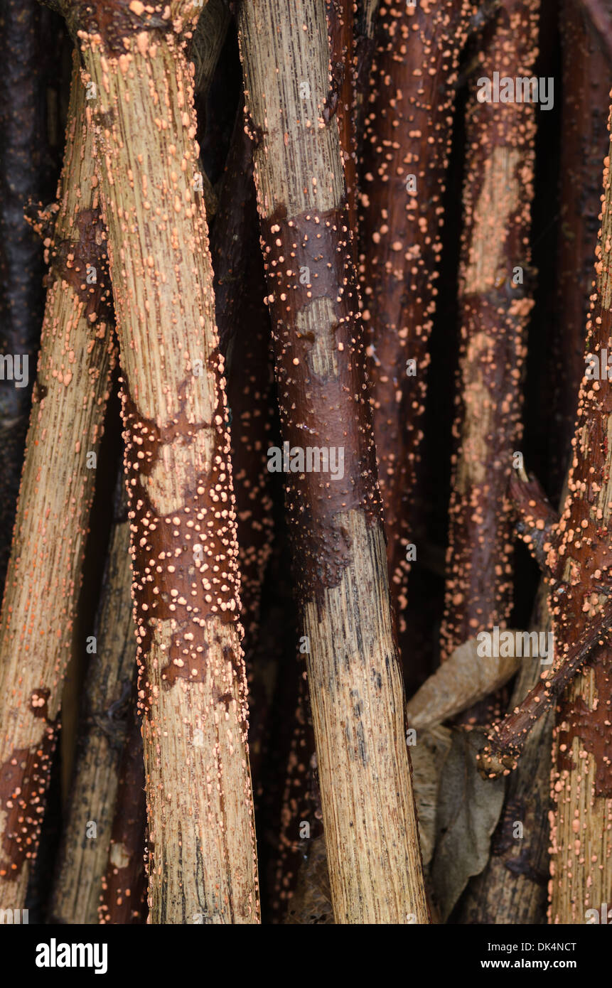 stack of sycamore canes or branches twigs dried out and infected with Winter fungi coral spot Stock Photo