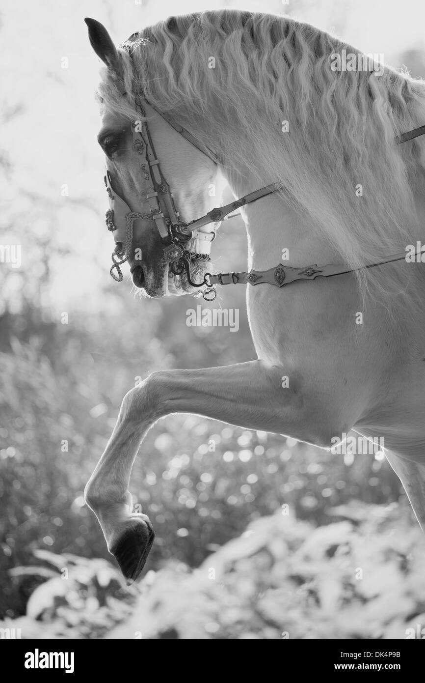 Sunset arabian Black and White Stock Photos & Images - Alamy