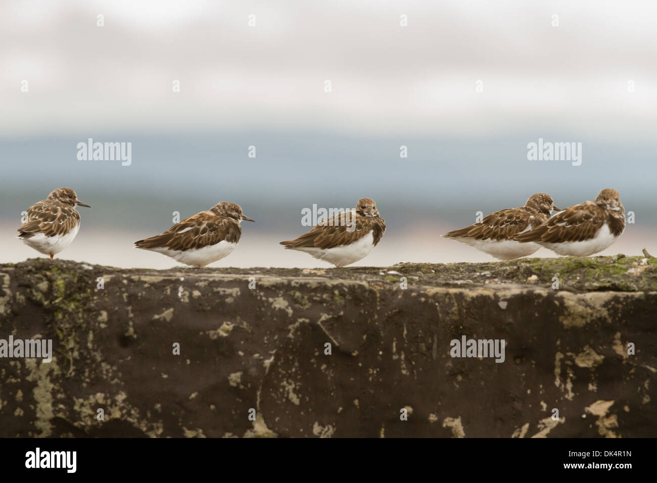 Turnstones on a harbour wall. Stock Photo