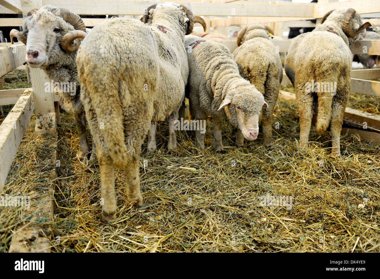 Several sheeps inside a sheep farm Stock Photo