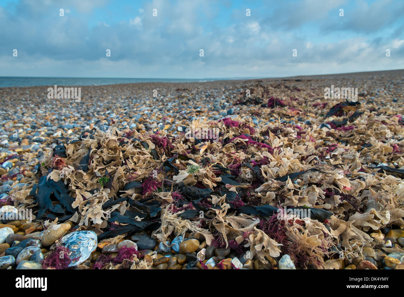 Seaweed on tideline, Cley Beach, Norfolk, October Stock Photo