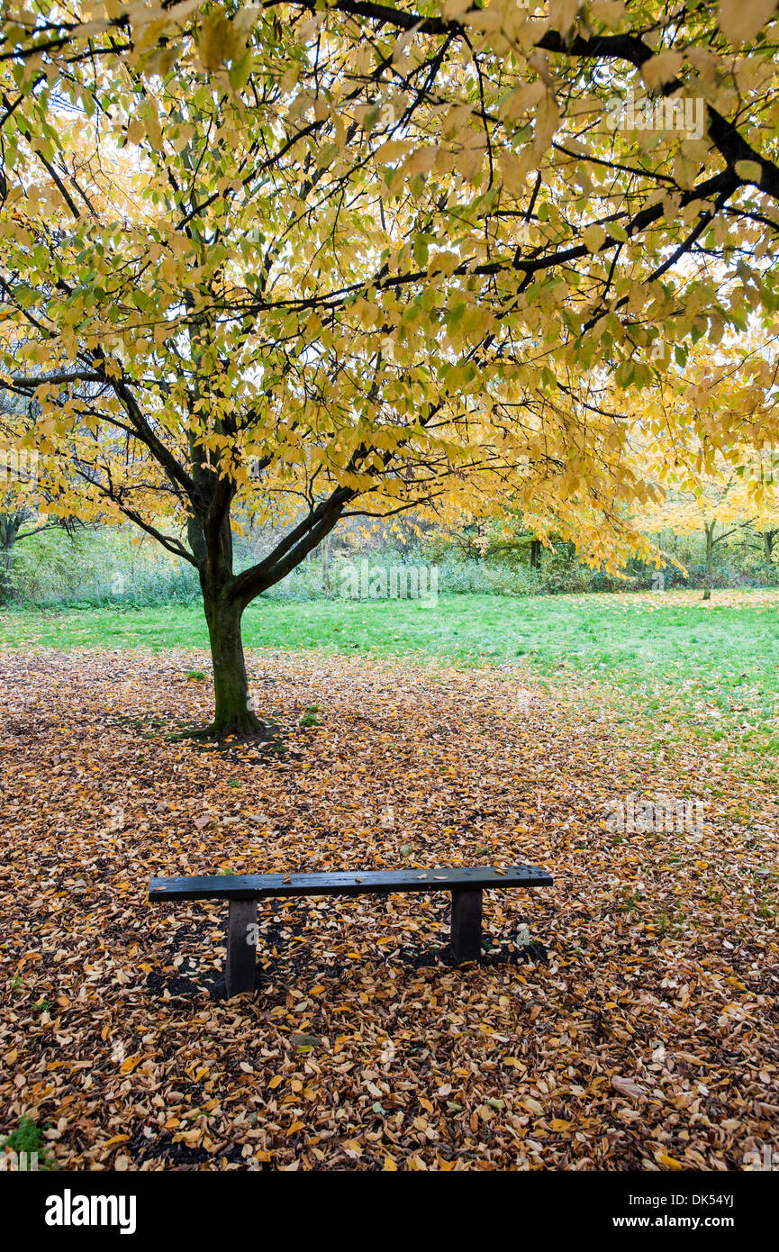 Autumn in Regents Park, London, United Kingdom Stock Photo