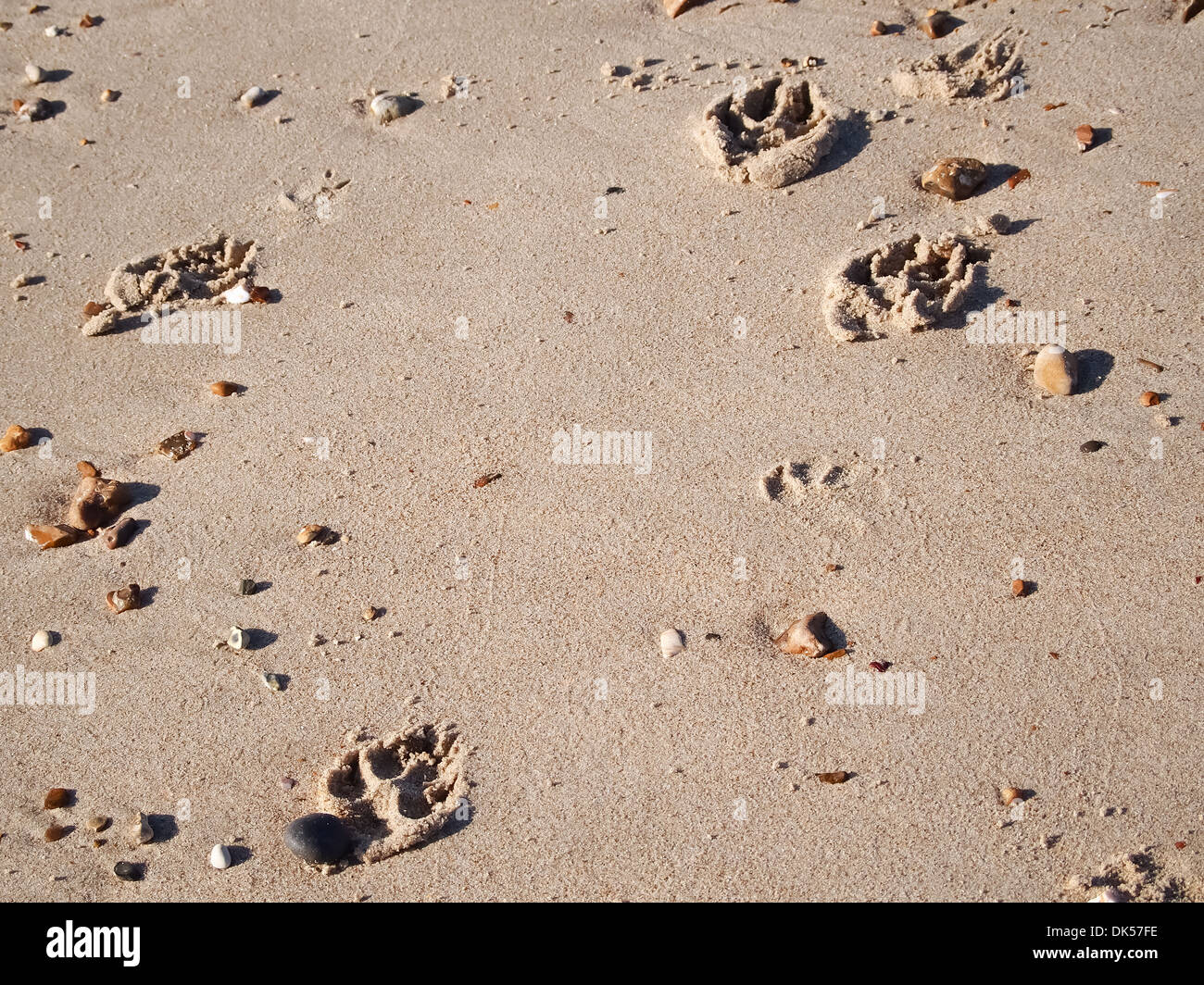 Paw prints in the sand Stock Photo Alamy