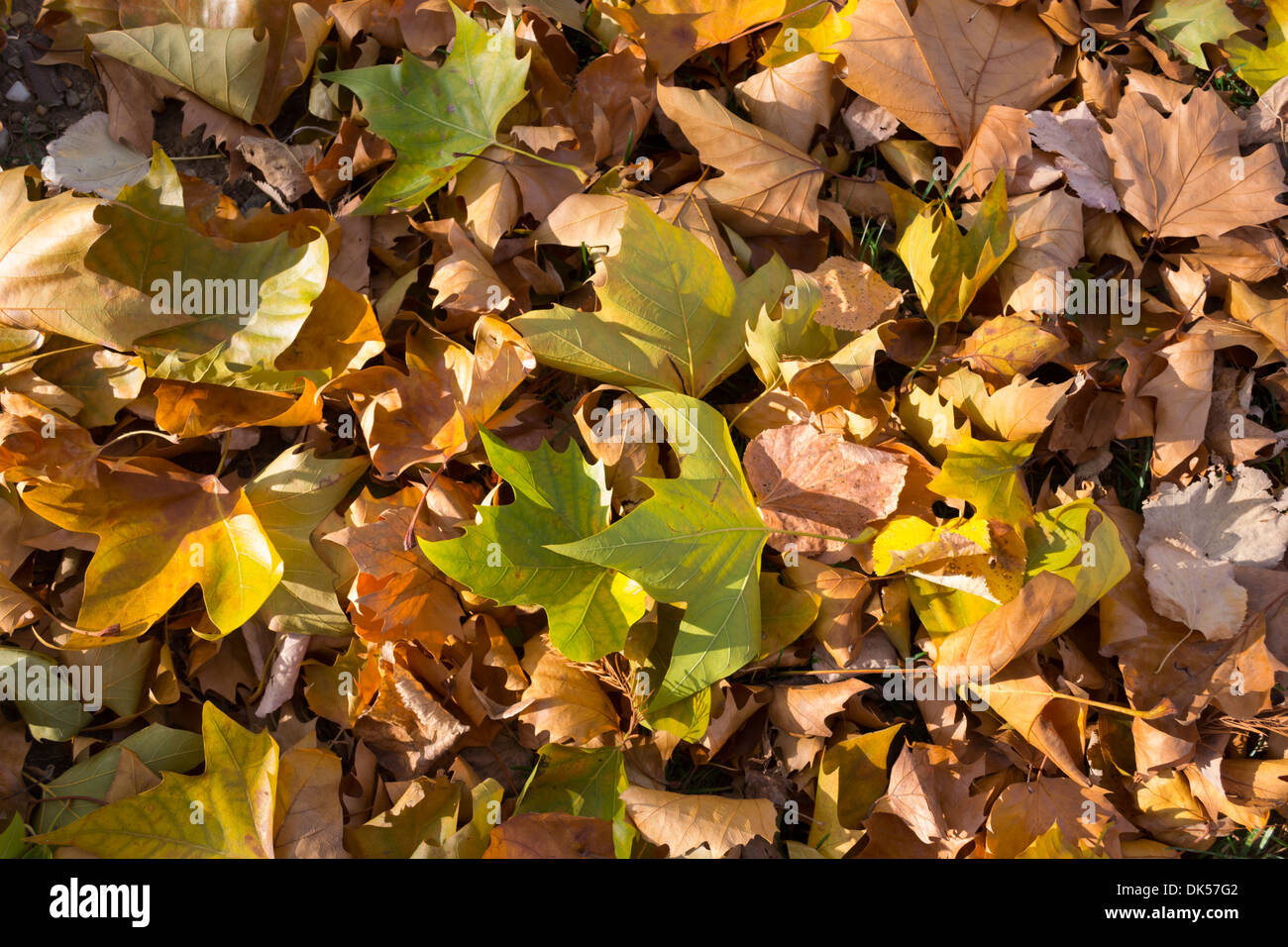 Autumn leaves lying on ground hi-res stock photography and images - Alamy