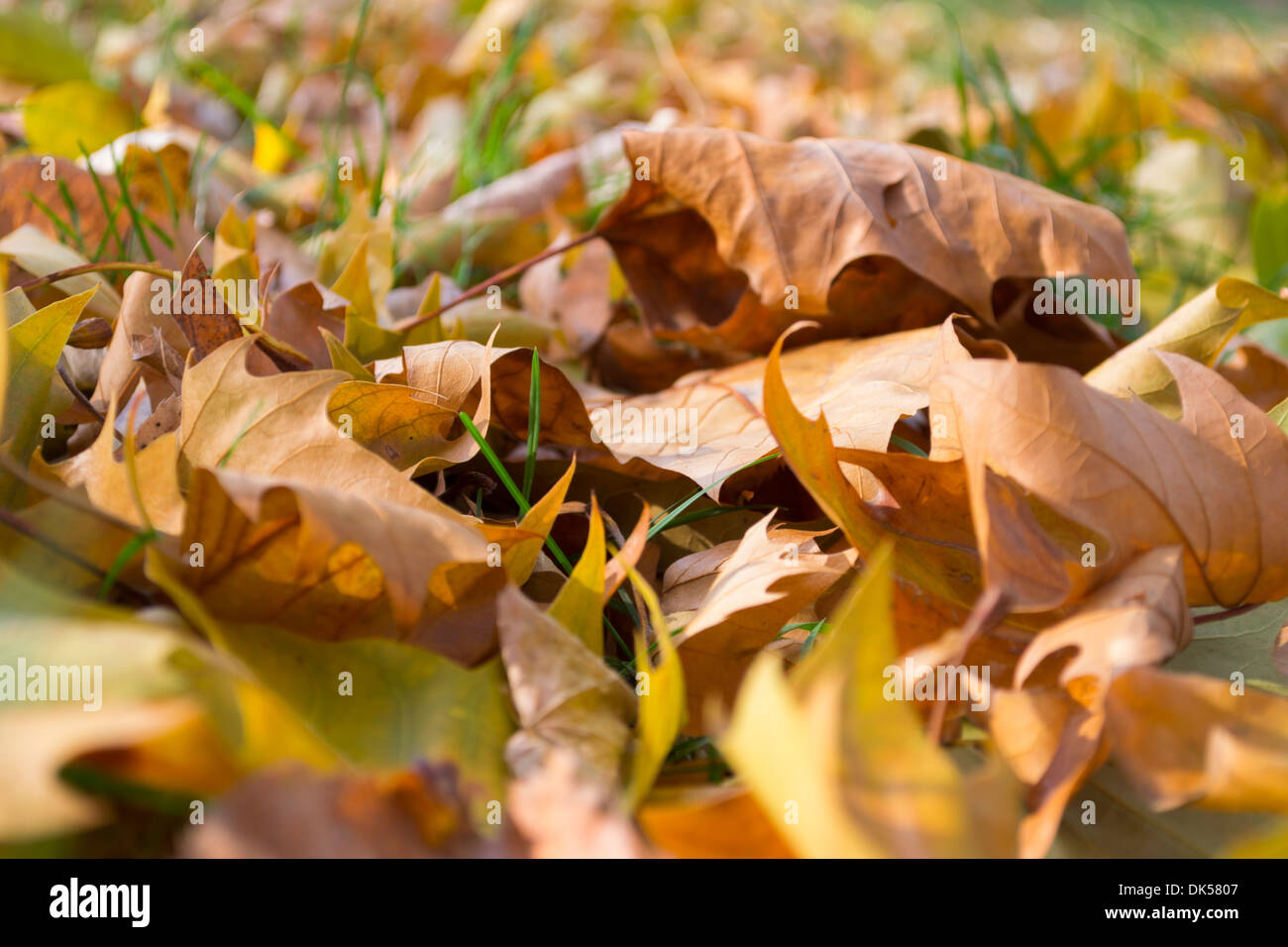 Autumn leaves lying on the ground in the morning Stock Photo - Alamy