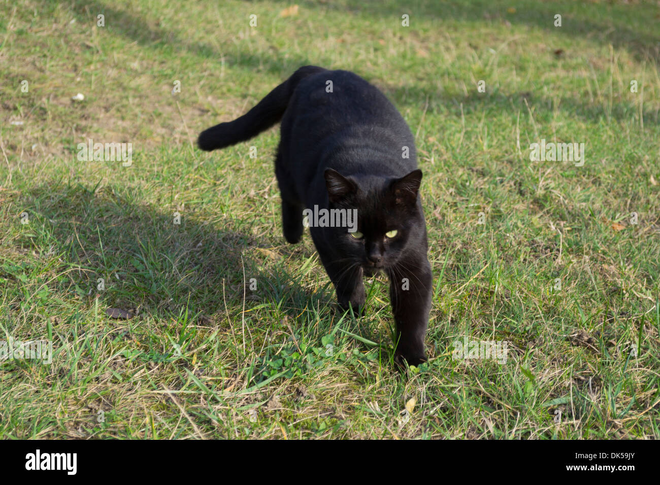 Black cat walking on grass in the garden Stock Photo - Alamy