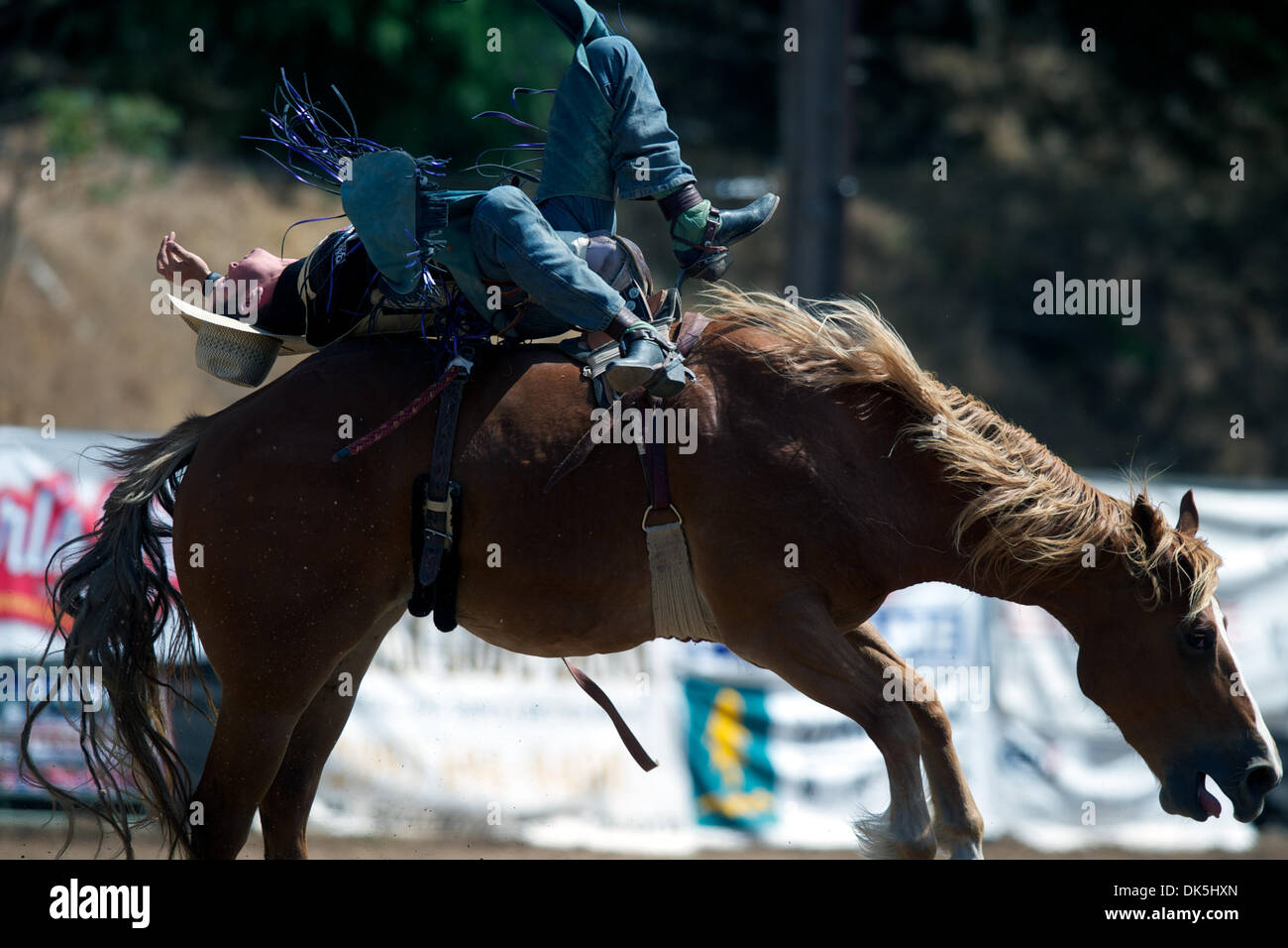 May 7, 2011 - Sonora, California, U.S - R. C. Landingham of Pendleton, OR rides Elizabeth at the Mother Lode Round-Up in Sonora, CA. (Credit Image: © Matt Cohen/Southcreek Global/ZUMAPRESS.com) Stock Photo