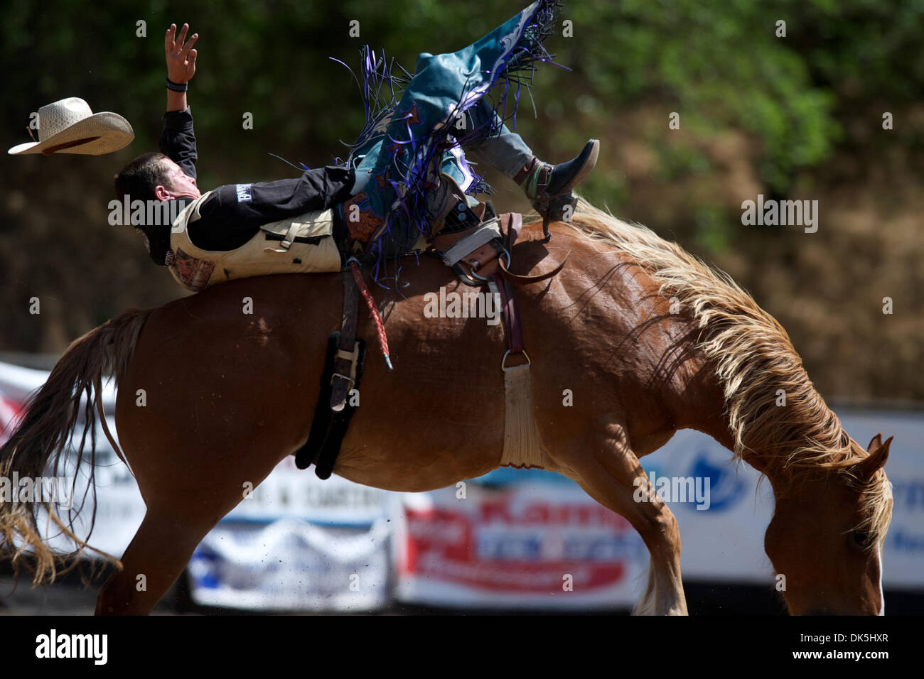 May 7, 2011 - Sonora, California, U.S - R. C. Landingham of Pendleton, OR rides Elizabeth at the Mother Lode Round-Up in Sonora, CA. (Credit Image: © Matt Cohen/Southcreek Global/ZUMAPRESS.com) Stock Photo