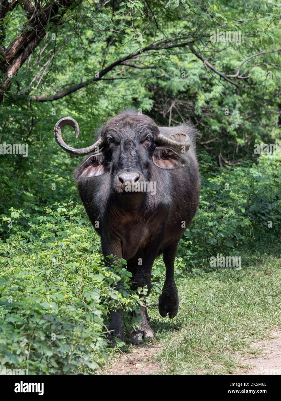 Indian water buffalo with asymmetric horns, Pavagadh Hill Road