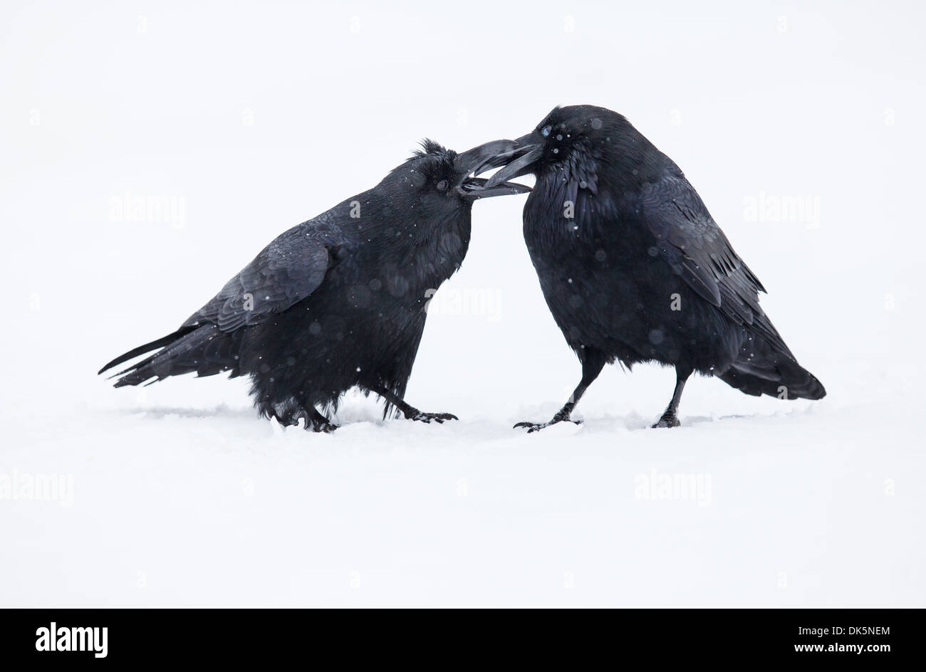 Two ravens in winter during a snowfall Stock Photo