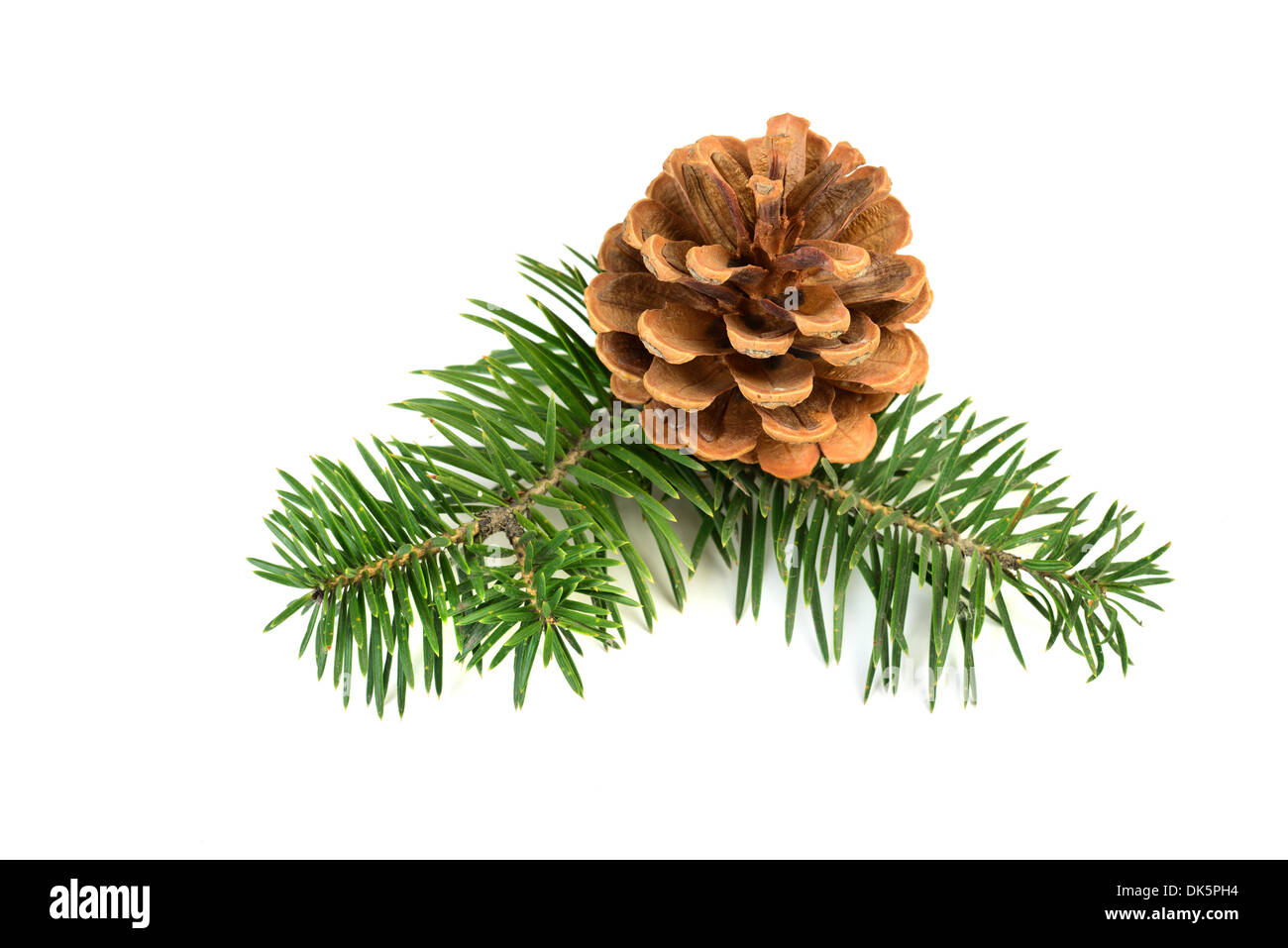 Pine cones with branch on a white background Stock Photo - Alamy