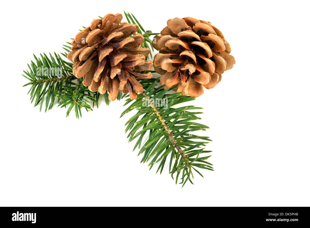 Pine cones with branch on a white background Stock Photo